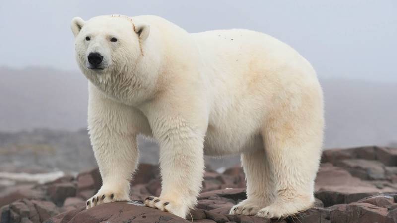 polar bear