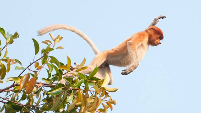 Let’s Meet Proboscis Monkey The Endemic Animals of Kalimantan 2