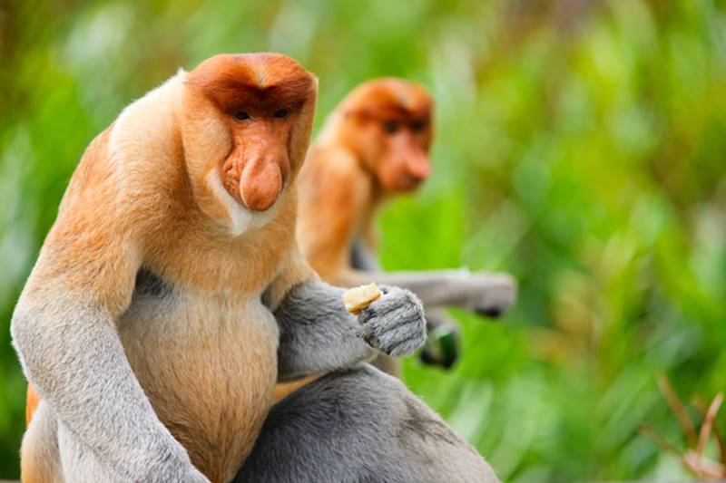 Let’s Meet Proboscis Monkey The Endemic Animals of Kalimantan