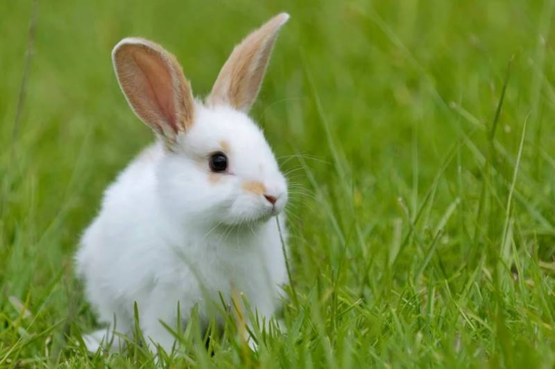 Behind The Cuteness of a Rabbit 1