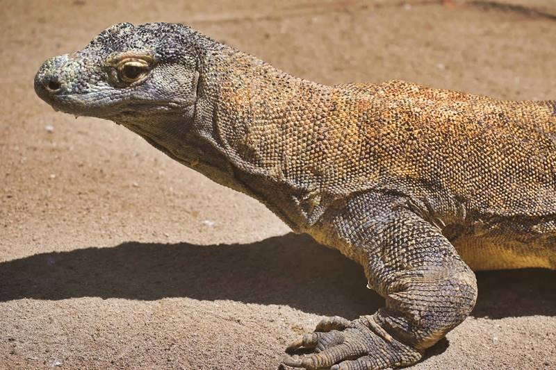The Trace of Evolution in Reptiles