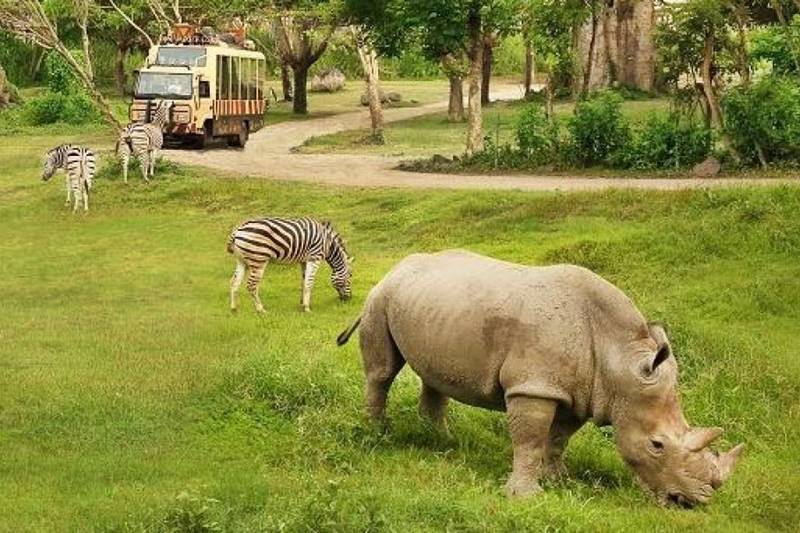 Take Unforgettable Moment with Bali Safari Rhino Package 2