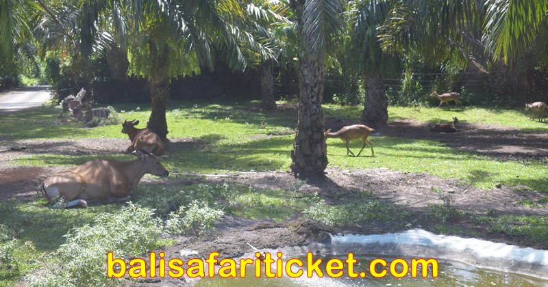 safari jouney with ticket jungle hopper package
