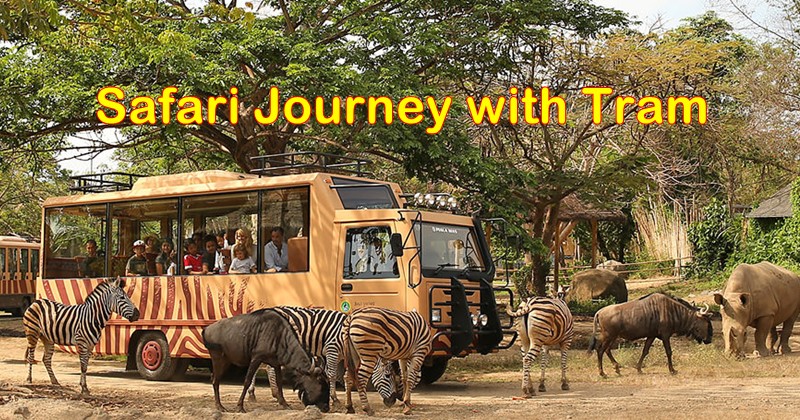Breakfast with Lion Bali Safari Marine Park Promotion 1