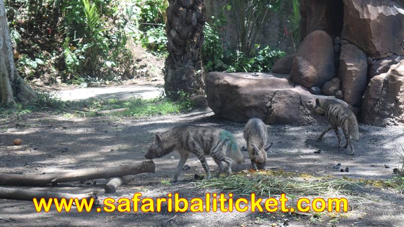 Striped Hyena Bali Safari Marine Park 2