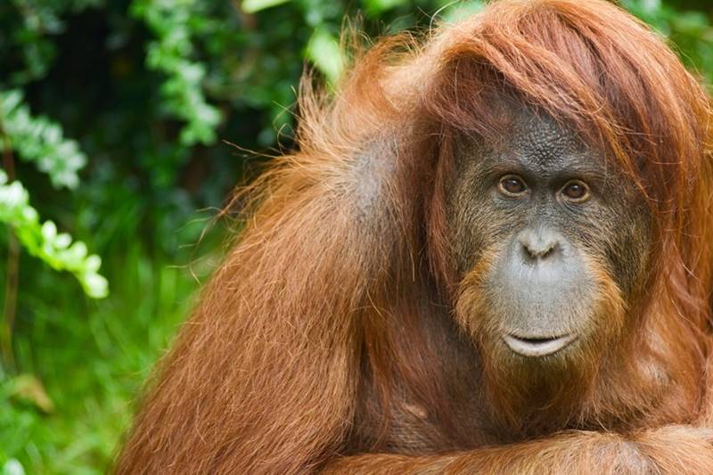 Sumatran orangutan