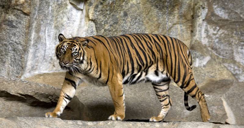 Subspecies of Tigers in the World - Taman Safari Bali