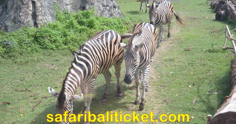 koleksi satwa zebra di taman bali safari