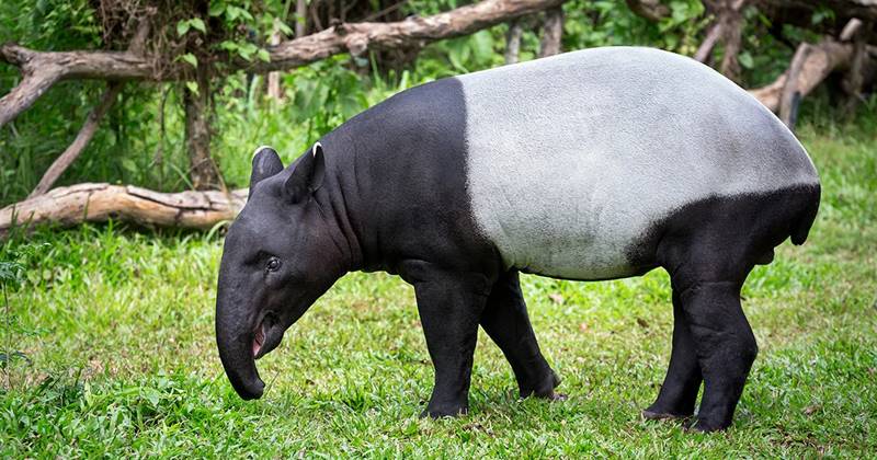 All About Tapir: From Little Snout To Water Spa