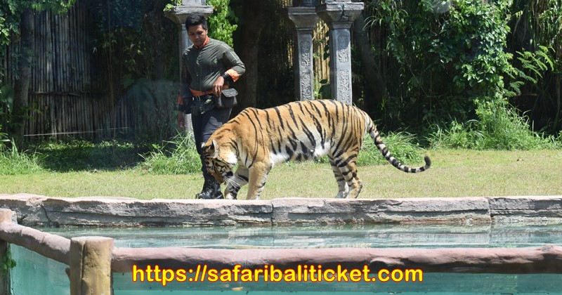 jadwal pertunjukan bali safari marine park dengan tiger show