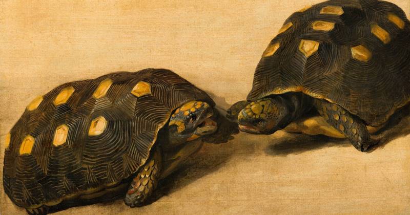 7 Ways To Care For A Good And True Brazilian Tortoise