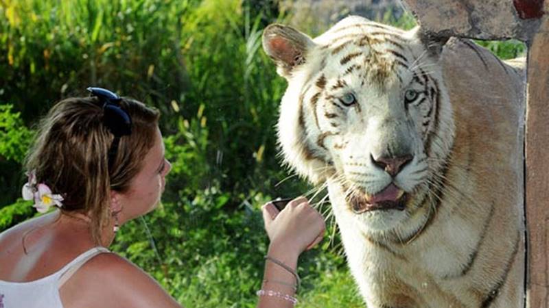 Get To Know About The White Tiger 2