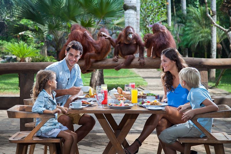 Extraordinary Experience of Breakfast with Orangutan at Bali Zoo 1
