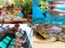 Breakfast with Orangutan + Snorkeling + Turtle Island