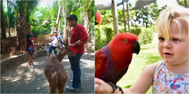 harga tiket masuk bali zoo wni