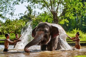 Elephant Mud Fun Bali Zoo